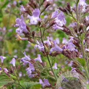 Calamintha n. 'Lila Riese' GM P9 BIO