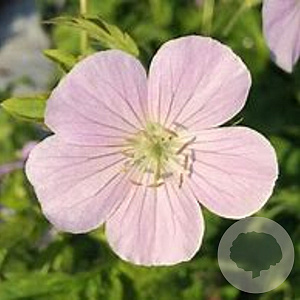 Geranium macul. 'Chatto' GM P9 BIO