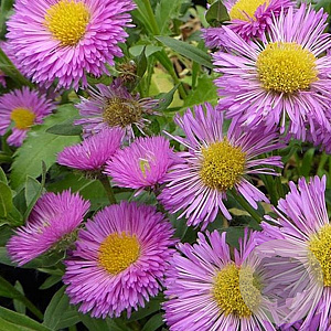 Erigeron 'Foersters Liebling' GM P9 BIO