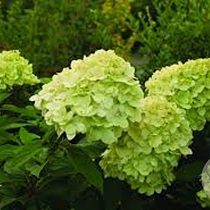 Hydrangea paniculata 'Mojito' 100-125 cm 20L