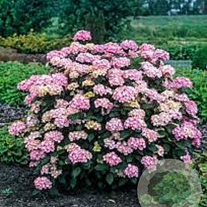 Hydrangea serrata 'Preziosa' 60-80 cm 20L breed