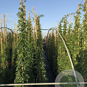 Rosa 'Jasmina' 200-250 cm 30L 3 stok