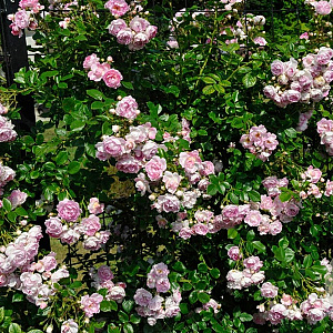 Rosa 'Jasmina' 200-250 cm 30L 3 stok