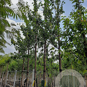 Prunus d. 'President' 12-14 HO 35L
