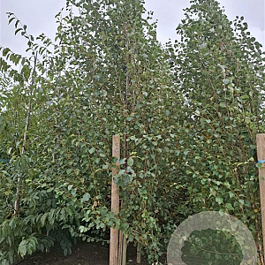 Populus simonii 'Fastigiata' 14-16 HO wortelgoed geveerd 3 X verplant