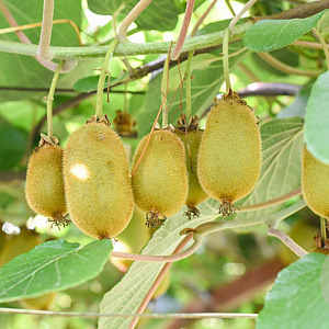 Actinidia deliciosa 70 cm 2,0L
