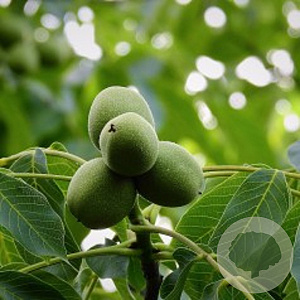 Juglans r. 'Robert Livermore' 150-200 cm 10L