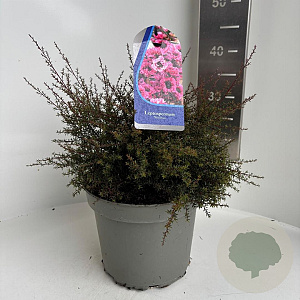 Leptospermum scop. 'Wiri Joan' 25-30 cm 5,0L