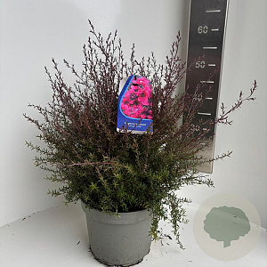 Leptospermum scop. 'R. Double Nain' 40-50 cm 5,0L