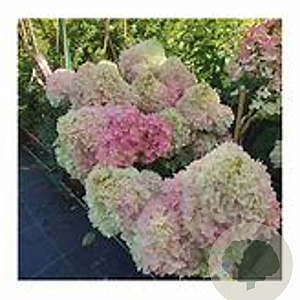 Hydrangea pan. Magical Andes 40-60 cm 5,0L