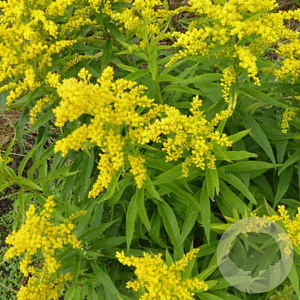 Solidago virgaurea 'Variegata' GM P9