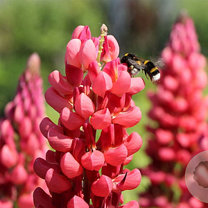Lupinus 'Red Rum' GM  P11