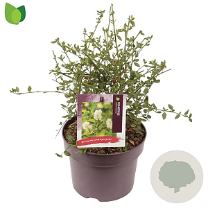 Ceanothus 'Snow Flurries' 30-35 cm 5,0L