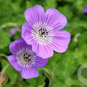 Geranium 'Sylvia's Surprise' GM P9