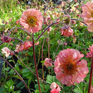 Geum 'East of Eden' GM P9