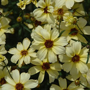 Coreopsis 'Buttermilk' GM P9