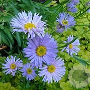Aster laevis 'Anneke van der Jeugd' GM P9