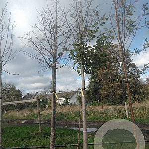 Tilia plat. 'Fastigiata' 20-25 HO draadkluit 3 X verplant