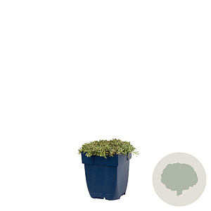 Antennaria dioica 'Alex Duguid' GM  P11