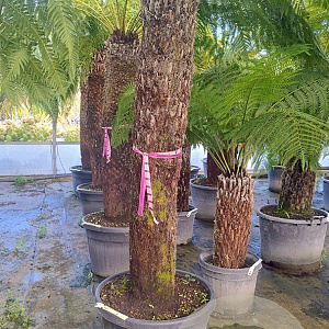 Dicksonia antarctica 160 cm stam container