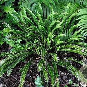 Asplenium scol. 'Undulatum' GM P9