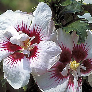 Hibiscus syr. 'Helene' 125-150 cm met kluit meerstammig