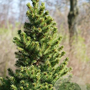 Picea glauca GM C5