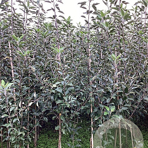 Malus d. 'Cox's Orange Pippin' 200-250 cm wortelgoed