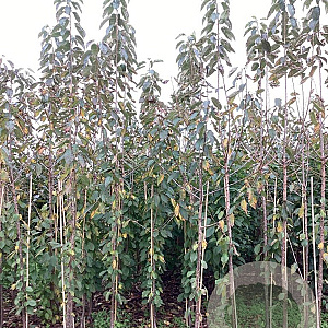 Prunus a. 'Lapins' 200-250 cm wortelgoed