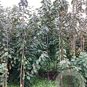 Prunus a. 'Varikse Zwarte' 200-250 cm wortelgoed