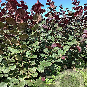 Corylus 'Rode Zellernoot' 100-125 cm wortelgoed