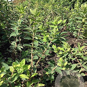 Lonicera c. 'Borealis' 40-60 cm wortelgoed