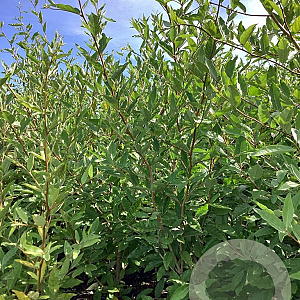 Elaeagnus umbell. 'Sweet 'n' Tart' 80-100 cm wortelgoed