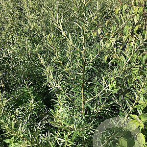 Hippophae rhamn. 'Hergo' 60-80 cm wortelgoed