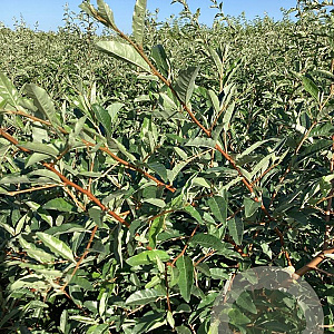 Elaeagnus umbell. 'Garnet' 80-100 cm wortelgoed