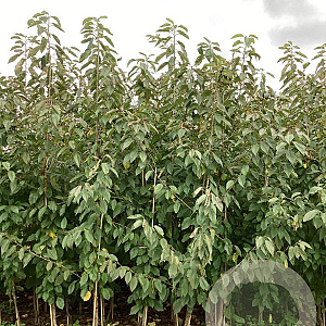 Prunus a. 'Merchant' 200-250 cm wortelgoed