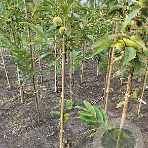 Castanea sat. 'Maraval' 100-150 cm wortelgoed
