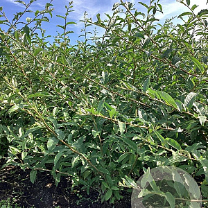 Elaeagnus umb. 'Jewel' 80-100 cm wortelgoed