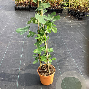 Ficus car. 'Dessert King' GM C3