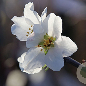 Prunus d. 'Weisse Krachmandel' 100-125 cm 7,5L solitair
