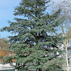 Cedrus libani atlantica 6-8 HO draadkluit