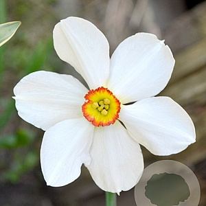 Narcissus 'Actaea' 14-16 cm 50 stuks