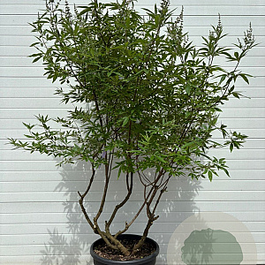 Vitex agnus-castus Delta Blues 175-200 cm cont. 70L meerstammig