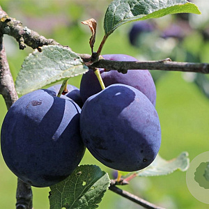 Prunus d. 'Anna Späth' 8-10 HO wortelgoed