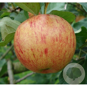 Malus d. 'Zoete Kroon' 8-10 HO wortelgoed
