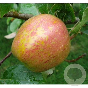 Malus d. 'Keuleman' 8-10 HO wortelgoed