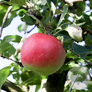 Malus d. Redlove Circe 10-12 HA 40L