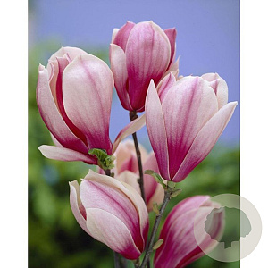 Magnolia 'Red Lucky' 30-35 HO draadkluit geveerd