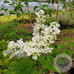 Syringa v. 'Jeanne d'Arc' 250-300 cm draadkluit struik 175-200 diameter
