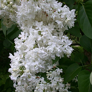 Syringa v. 'Joan Dunbar' 250-300 cm draadkluit struik 175-200 diameter
